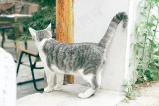 绿色唯美环境里的小猫咪