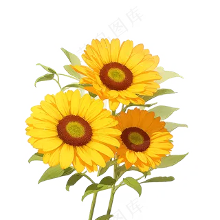 黄色向日葵花朵免抠素材31