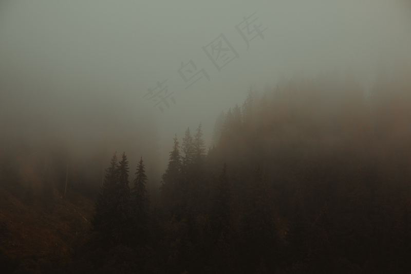 云雾森林图片