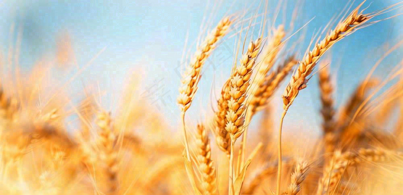 秋天成熟小麦地金黄小麦穗粮食芒种摄影图