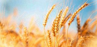 秋天成熟小麦地金黄小麦穗粮食芒种摄影图