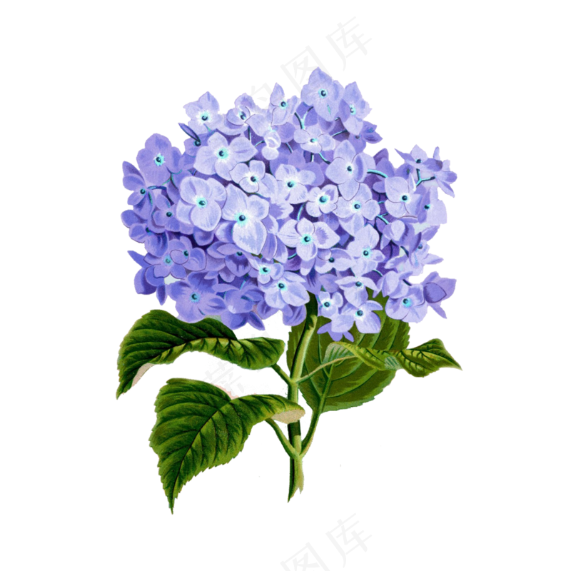 免抠一朵紫色的绣球花