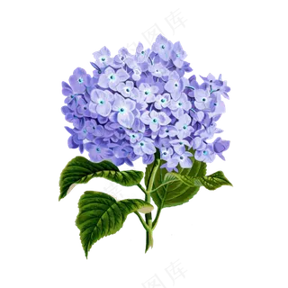 免抠一朵紫色的绣球花