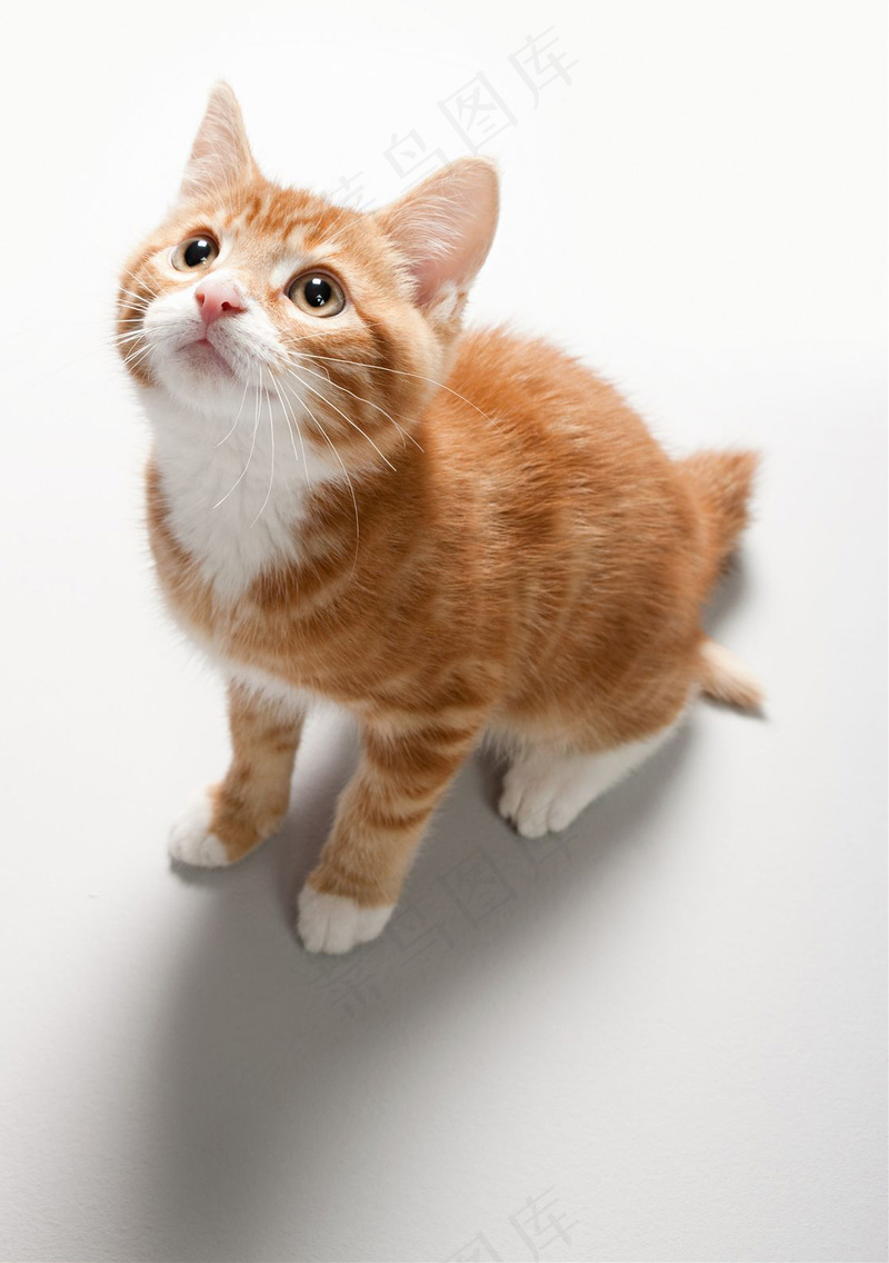 可爱猫咪摄影