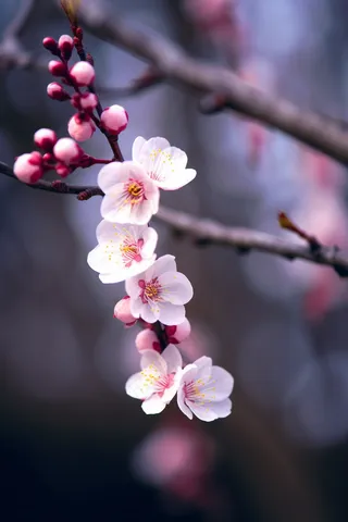 粉梅花春天桃花樱花树枝抽新芽摄影图