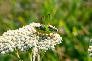 夏日草地上的彩虹蚱蜢