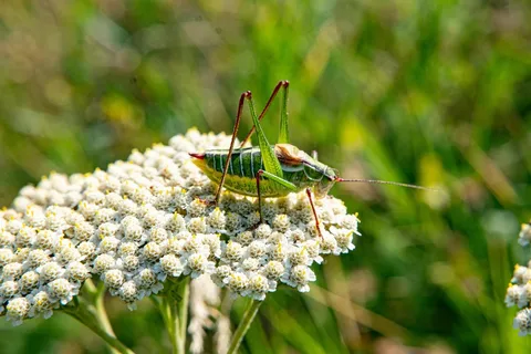 夏日草地上的彩虹蚱蜢 夏日草地上的彩虹蚱蜢