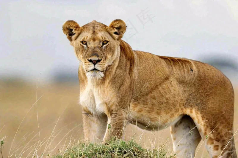 狮子动物非洲草原保护动物摄影图(1344x896)
