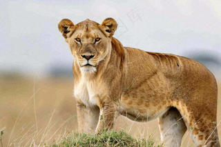 狮子动物非洲草原保护动物摄影图