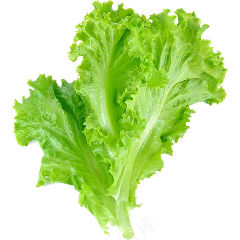 免抠生菜素材