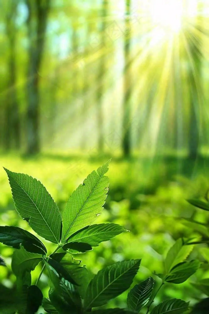 阳光绿叶森林大自然风景绿意春分夏至立夏清新摄影图(896x1344)
