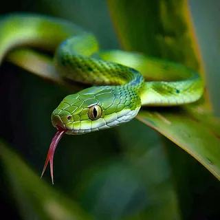 蛇青蛇绿色爬行动物毒蛇摄影图