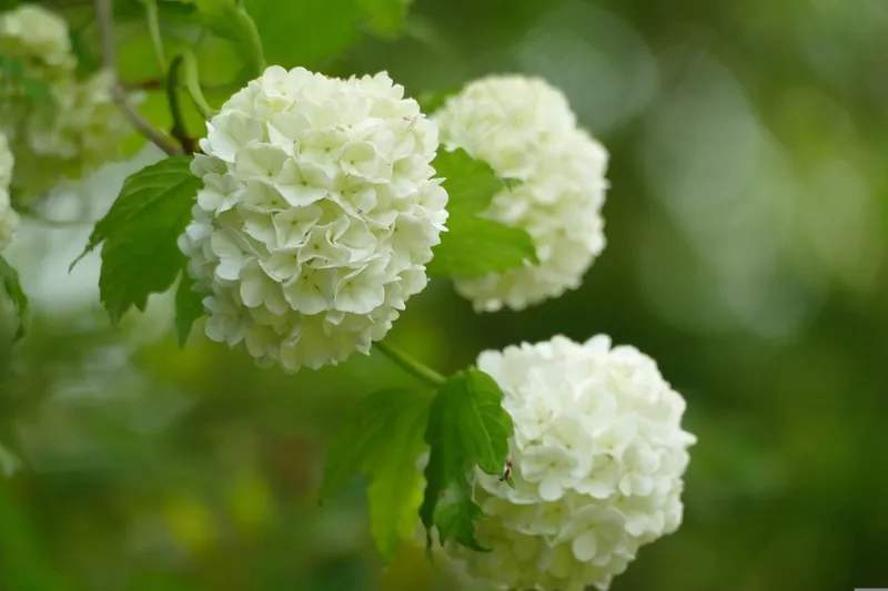 三朵鲜艳白色的花卉