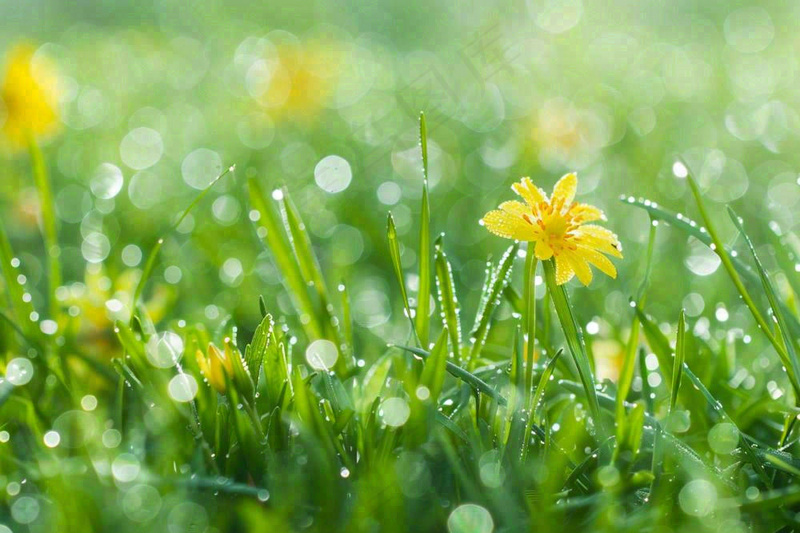春天草丛里盛开的小黄花清晨露珠雨水谷雨摄影图(1344x896)