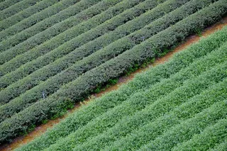 户外茶园茶叶