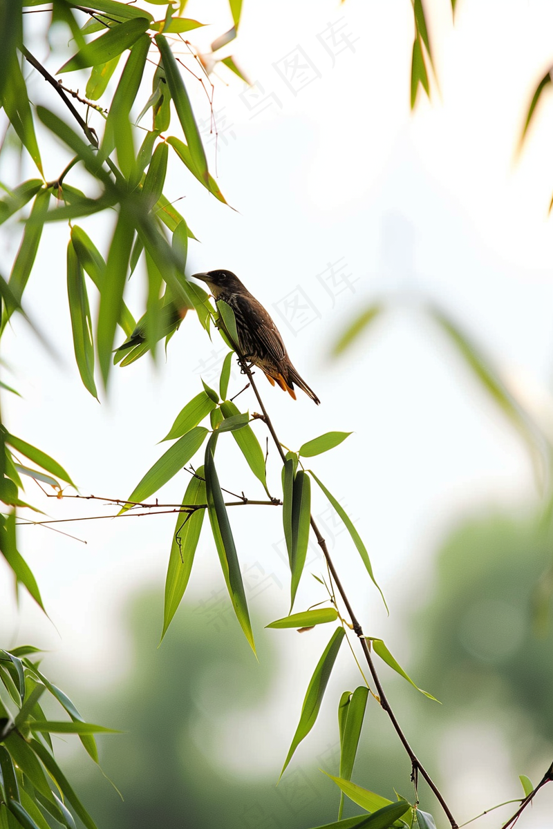 绿色竹叶上的小鸟竹林摄影图