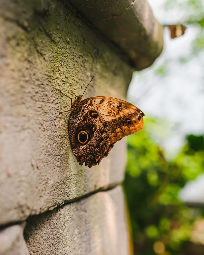 静息在石壁上的眼斑蝴蝶