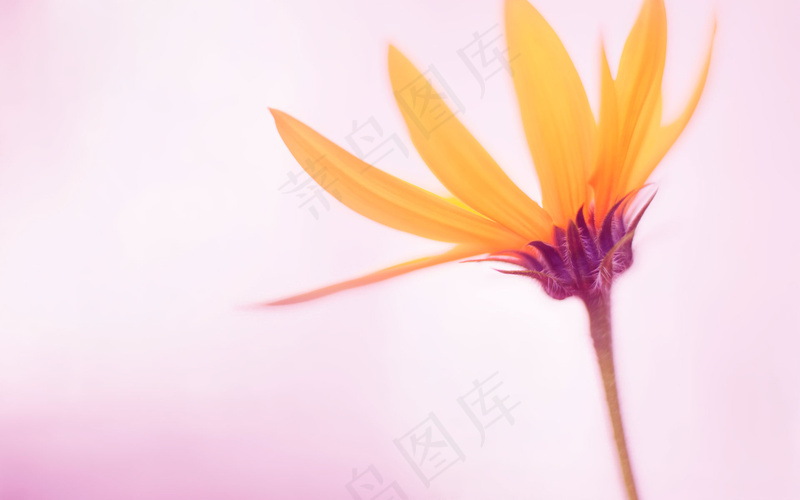 微软经典壁纸 (9)