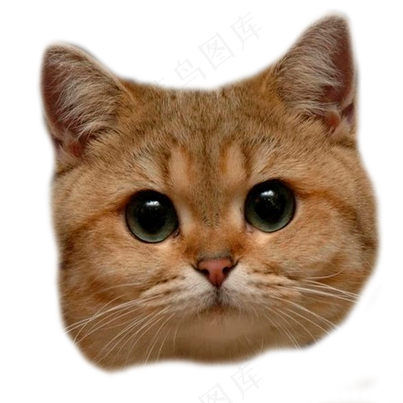 小猫咪16-catpsd模版下载