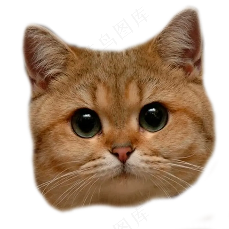 小猫咪16-catpsd模版下载