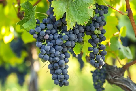 葡萄挂藤水果摄影图
