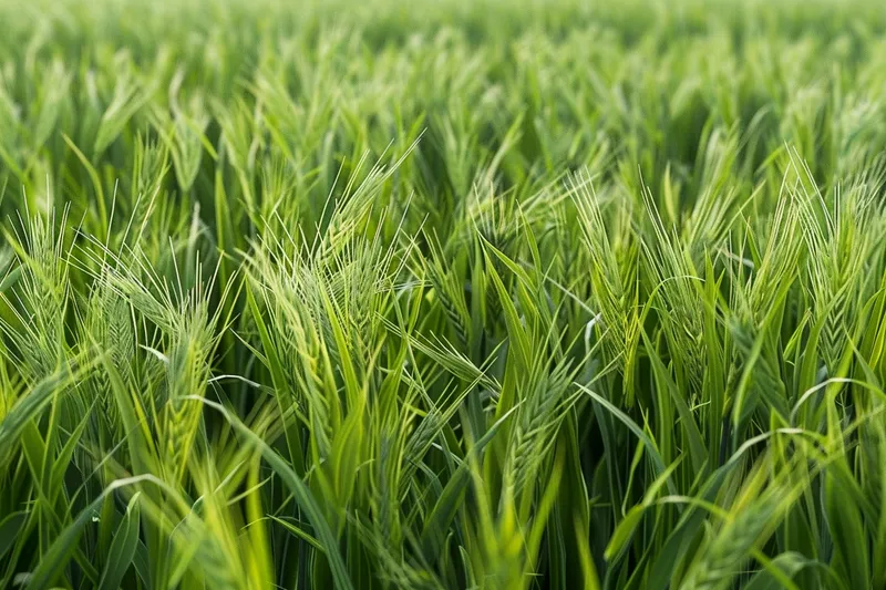 小麦绿色麦穗小满芒种粮食丰收摄影图(4032x2688)