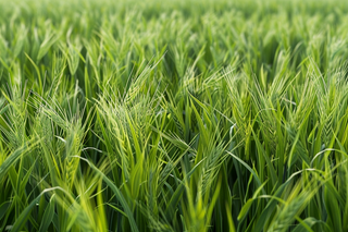 小麦绿色麦穗小满芒种粮食丰收摄影图