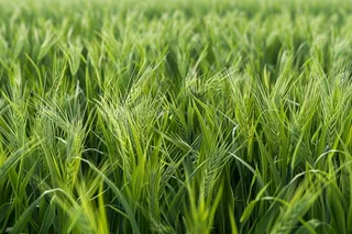 小麦绿色麦穗小满芒种粮食丰收摄影图