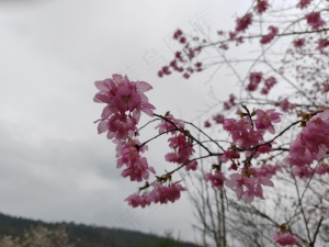 红色简约樱花