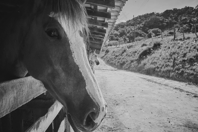 黑白简约马匹特写