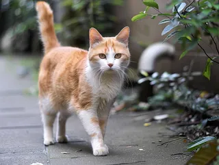 猫咪宠物猫可爱动物摄影图