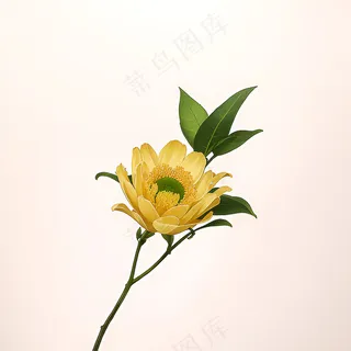 白色黄色手绘新中式风格花植物177