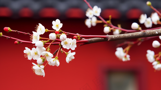 春天盛开的梨花李子花春分摄影图