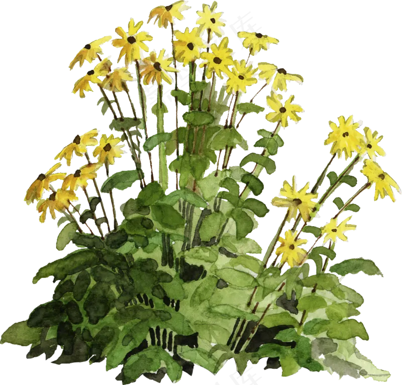 手绘植物草花免抠