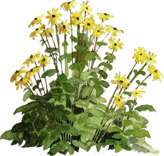 手绘植物草花免抠