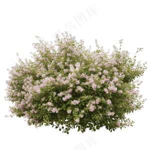  免抠开花灌木