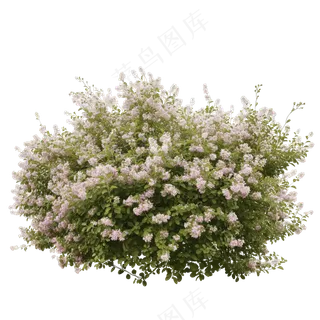  免抠开花灌木