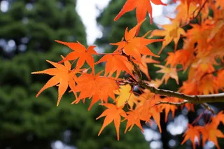 秋天红枫叶秋韵摄影图