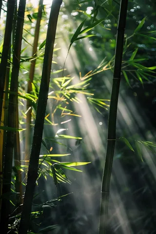 春夏竹林绿色清凉摄影图