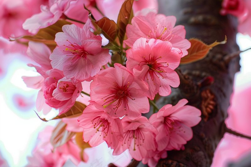 春日樱花花朵摄影图(4032x2688)