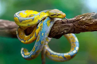 蛇盘踞在树枝上爬行动物摄影图