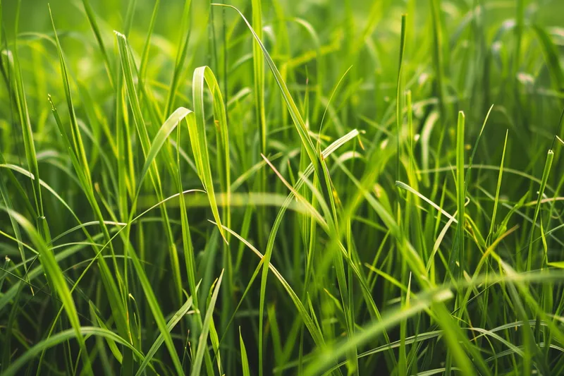 水稻苗绿色嫩枝摄影图(4032x2688)