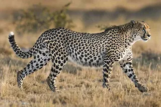 草原上的猎豹国家保护动物非洲摄影图