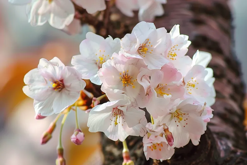 春日樱花花朵摄影图(4032x2688)