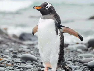 冰雪天地的企鹅寒冷动物摄影图