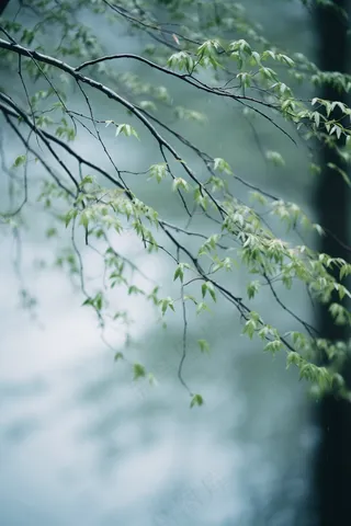 春日抽新芽树枝绿意盎然摄影图