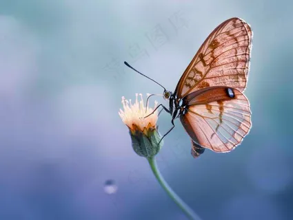 蝴蝶春天花丛蝶恋花摄影图 蝴蝶春天花丛蝶恋花摄影图