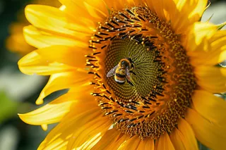 向日葵向阳鲜花摄影图