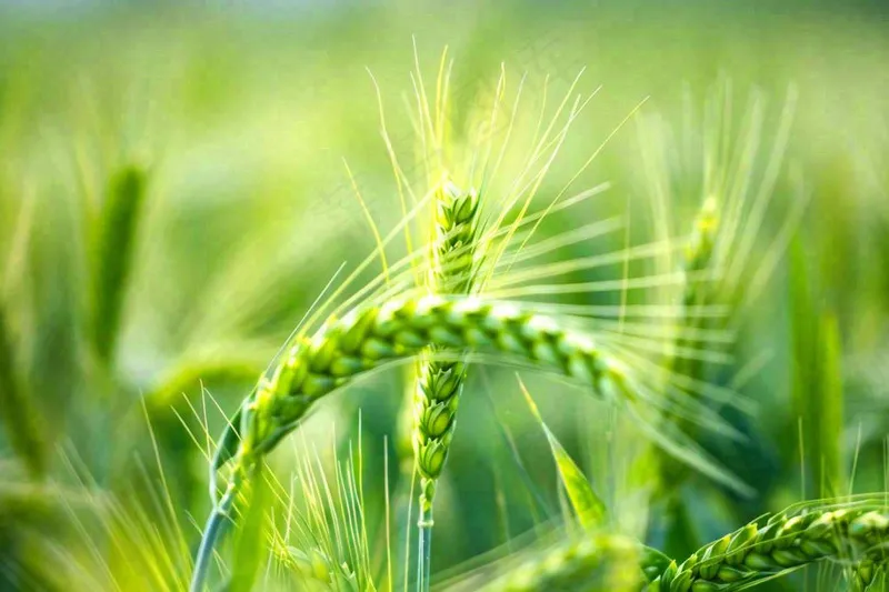绿色小麦麦穗农田种植小满芒种粮食丰收摄影图(1344x896)