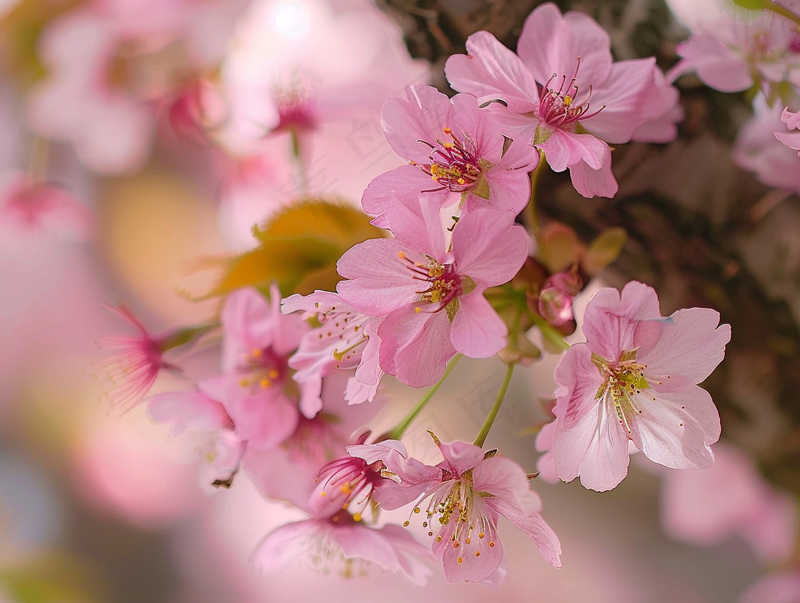 春日樱花花朵摄影图(3696x2784)